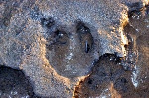 Deer Footprints on Formby Beach 2004